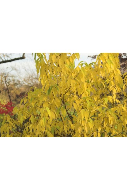 Хімонант восени